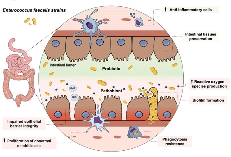 Enterococcus faecium Enterococcus faecium